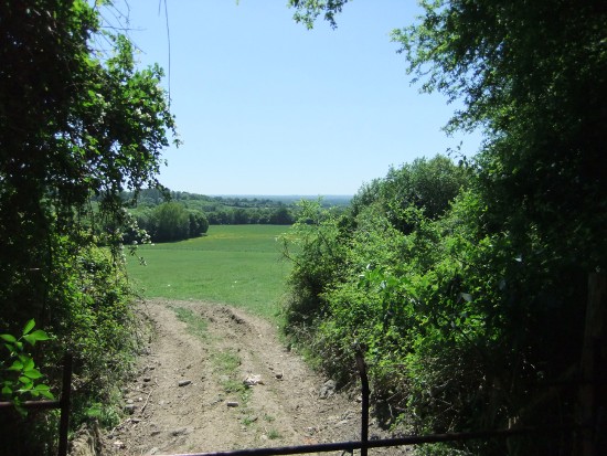 Typical
                woodland